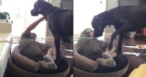 Great Dane Throws Adorable Tantrum After Finding Dad in Bed - Animal ...