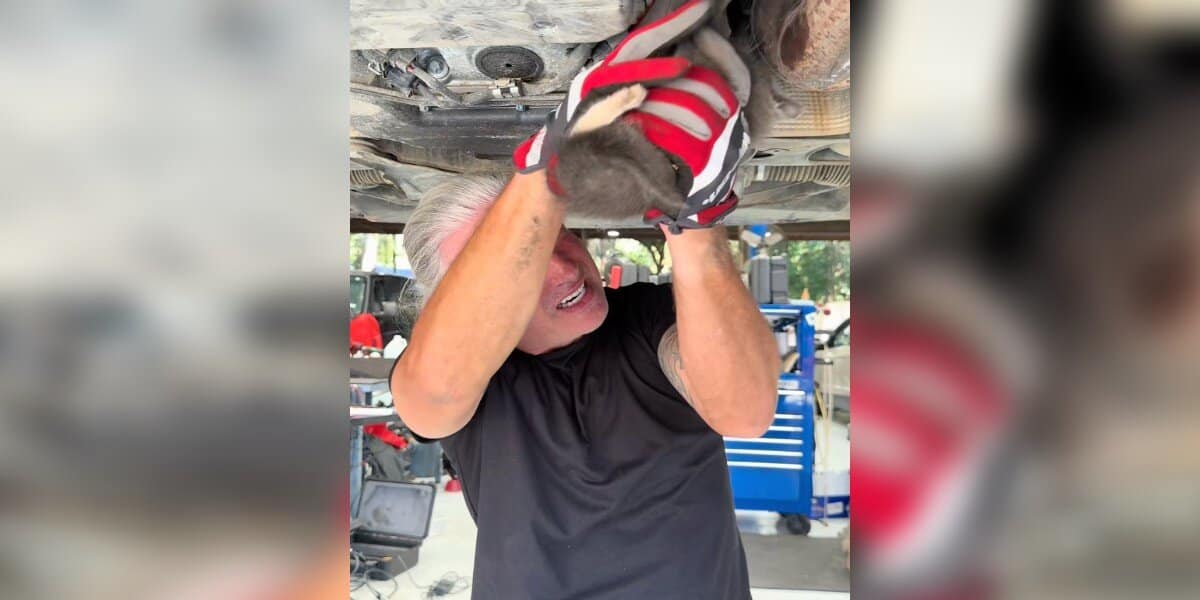 Tiny Kitten Rescued From Car Engine After Mechanic Hears Cry - Animal ...