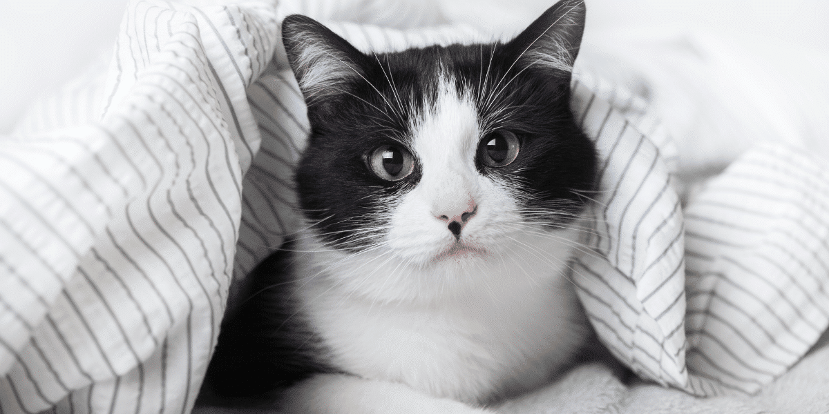 View of Male Cat Not Peeing? Causes, Symptoms, and What to Do - Animal Reskue Blog