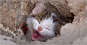 Rescue Kitten Cries for Help After Getting Stuck in Drain Pipe - Animal ...
